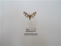 藏品(斑腹鹿蛾)的圖片